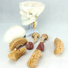 SKULL01-1 (12327) Medical Science Anatomy Cranial Nerve Plastic Skull Model